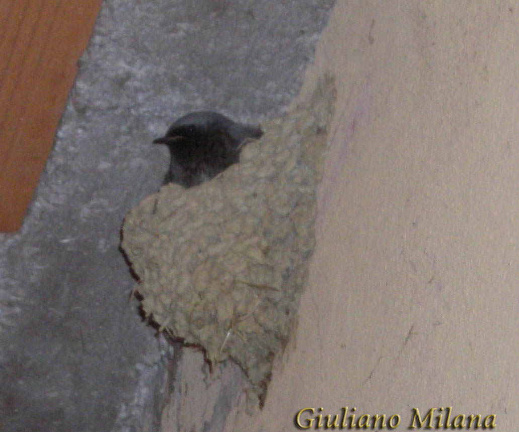 Archivio: comportamento particolare (Phoenicurus ochruros)